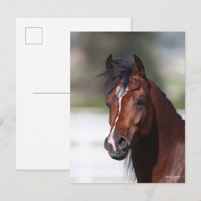 Carte Postale Bob Langrish | Capture d'écran du Colt arabe Bay (Devant / Derrière)