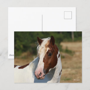 Carte Postale Bob Langrish   Capture d'écran du stallion Pinto H