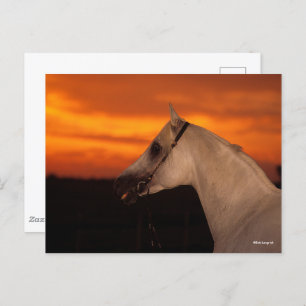 Carte Postale Bob Langrish   Capture d'écran en arabe gris au co