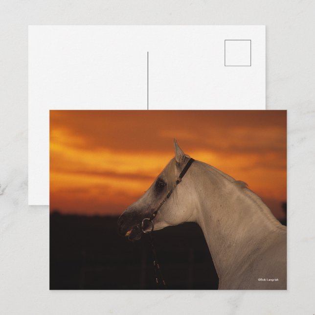 Carte Postale Bob Langrish | Capture d'écran en arabe gris au co (Devant / Derrière)
