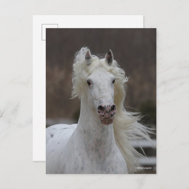 Carte Postale Bob Langrish | Capture d'écran Grey Friesian Appal (Devant / Derrière)