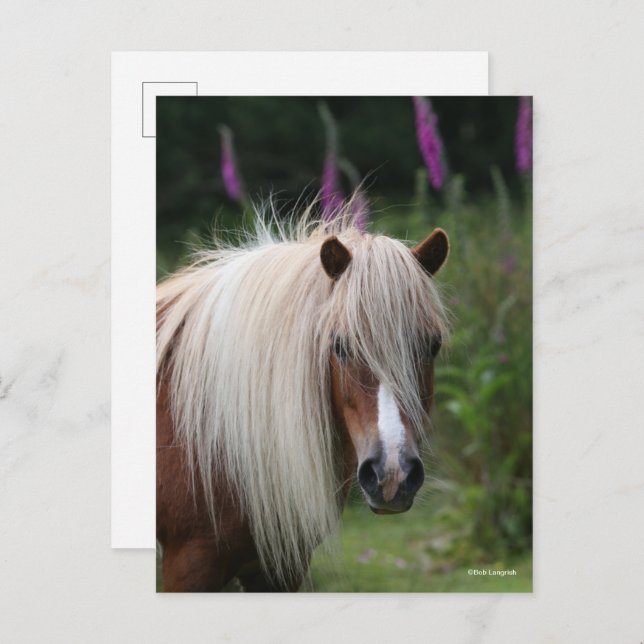 Carte Postale Bob Langrish | Capture d'écran Shetland Pony avec  (Devant / Derrière)