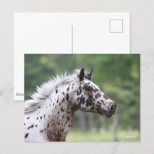 Carte Postale Bob Langrish Capture d'écran Spotty Knapstrupper