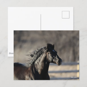 Carte Postale Bob Langrish Casque andalou de Mane Flow