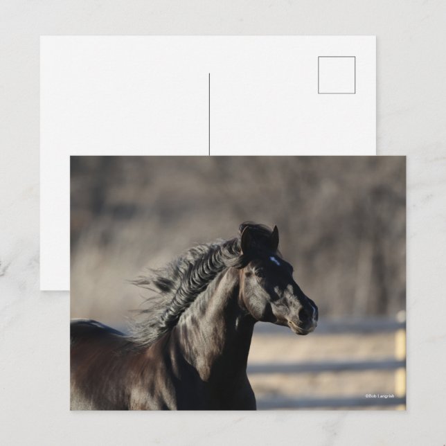 Carte Postale Bob Langrish | Casque andalou de Mane Flow (Devant / Derrière)