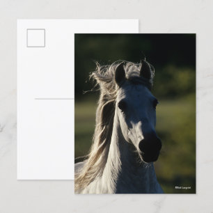 Carte Postale Bob Langrish Casque Andalou gris rétroéclairé