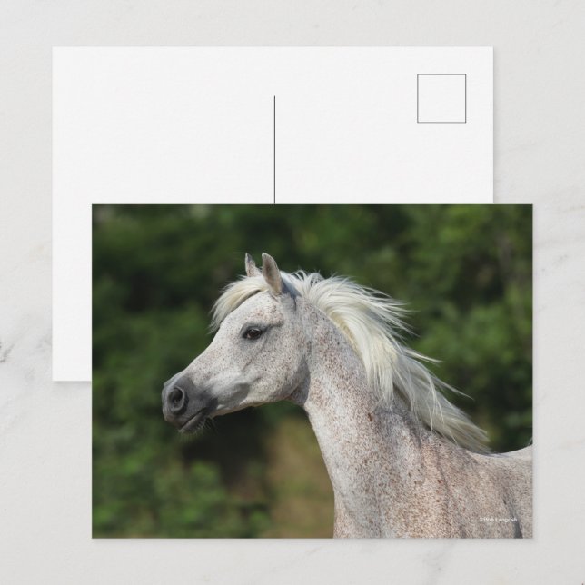 Carte Postale Bob Langrish | Casque arabe gris (Devant / Derrière)