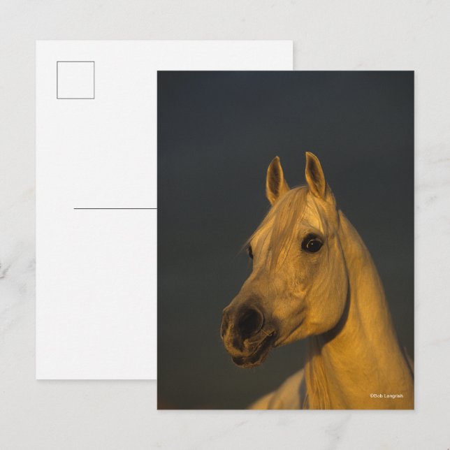 Carte Postale Bob Langrish | Casque arabe gris au coucher du sol (Devant / Derrière)