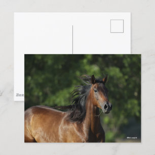 Carte Postale Bob Langrish   Casque Cheval Dark Bay Quarter