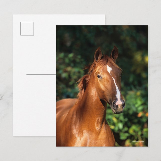 Carte Postale Bob Langrish | Casque de Cheval Hanovre de châtaig (Devant / Derrière)