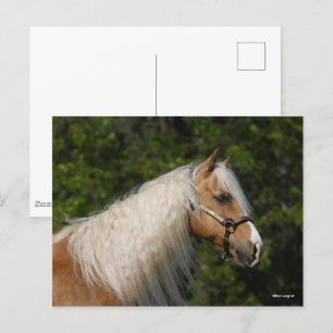 Carte Postale Bob Langrish   Casque de Cheval Palomino Quarter