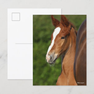 Carte Postale Bob Langrish   Casque de Foie Chestnut Warmblood
