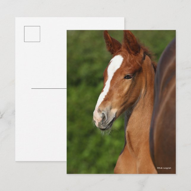 Carte Postale Bob Langrish | Casque de Foie Chestnut Warmblood (Devant / Derrière)