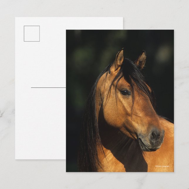 Carte Postale Bob Langrish | Casque de l'étalon de Bay Kiger Mus (Devant / Derrière)