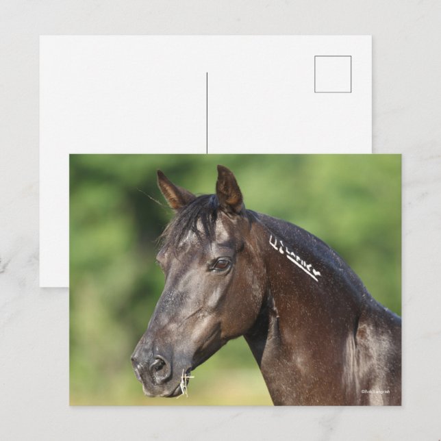 Carte Postale Bob Langrish | Casque espagnol Mustang Mare (Devant / Derrière)