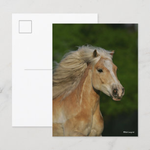 Carte Postale Bob Langrish   Casque Palomino Haflinger