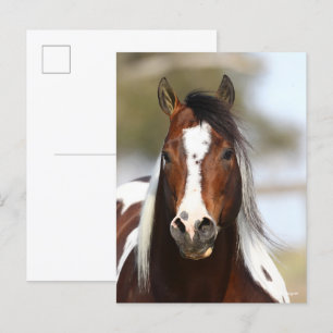 Carte Postale Bob Langrish   Casque Stallion de peinture