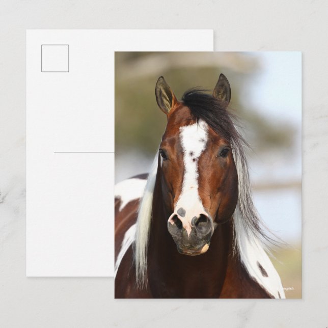 Carte Postale Bob Langrish | Casque Stallion de peinture (Devant / Derrière)