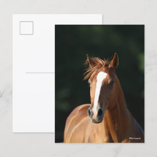 Carte Postale Bob Langrish   Casquette Cheval Quartier Châtonnie