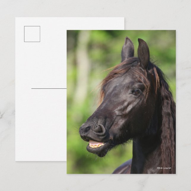 Carte Postale Bob Langrish | Casquette noire Friesian Flehmen (Devant / Derrière)