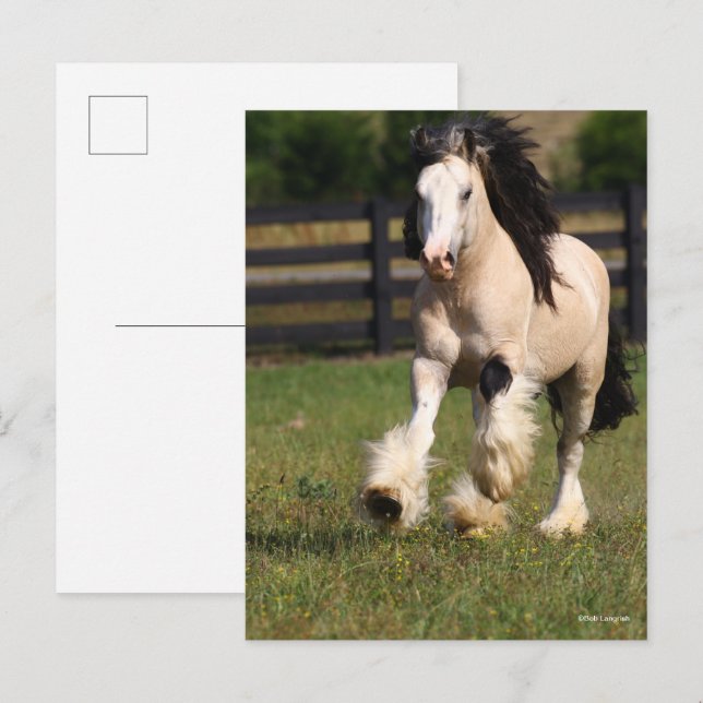 Carte Postale Bob Langrish Champagne Couleur Gypsy Vanner Runnin (Devant / Derrière)