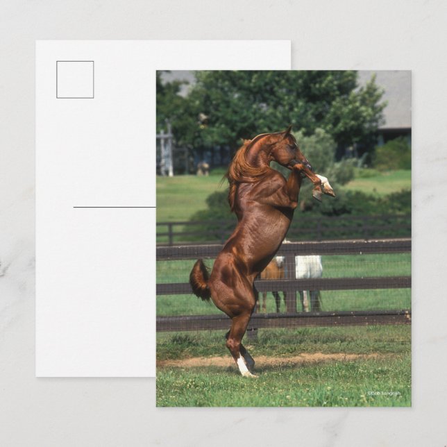 Carte Postale Bob Langrish | Chestnut Arab Stallion Rearing (Devant / Derrière)