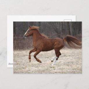 Carte Postale Bob Langrish Chestnut Hackney Pony Running