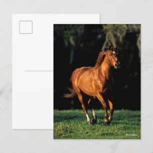 Carte Postale Bob Langrish   Chestnut Warmblood Mare Running