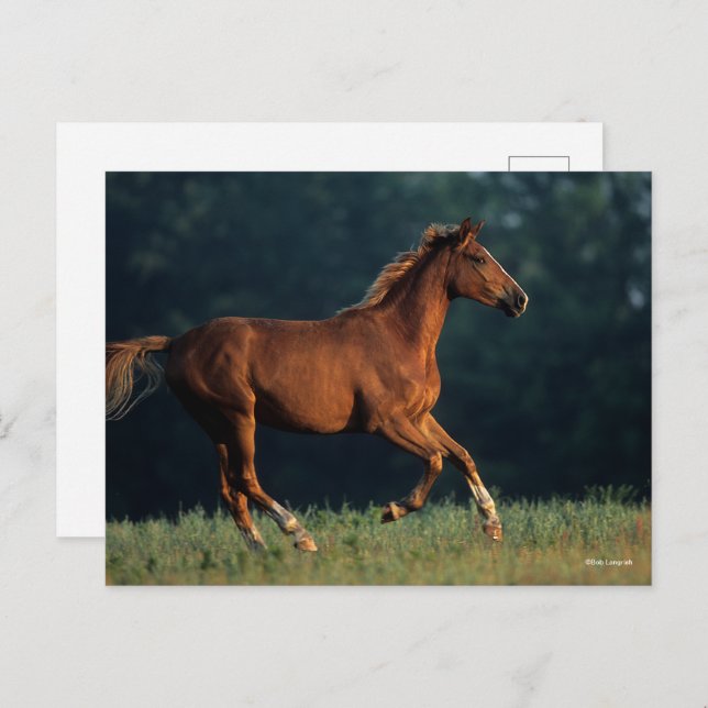 Carte Postale Bob Langrish | Chestnut Warmblood Running (Devant / Derrière)