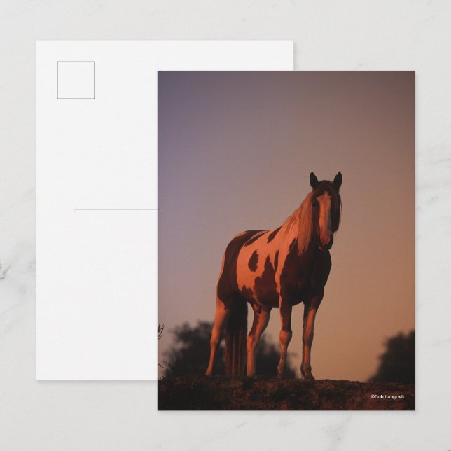 Carte Postale Bob Langrish | Cheval de peinture debout au couche (Devant / Derrière)