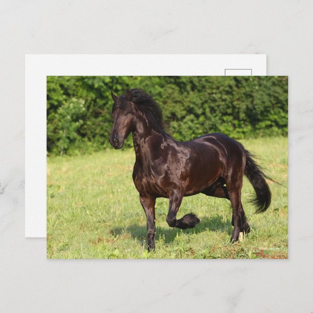 Carte Postale Bob Langrish | Cheval friésien Noir Courir (Devant / Derrière)