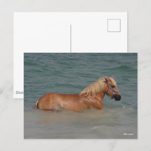 Carte Postale Bob Langrish Cheval Haflinger Nageant Dans La Me