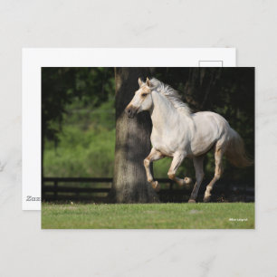 Carte Postale Bob Langrish   Cheval Lusitano Courir