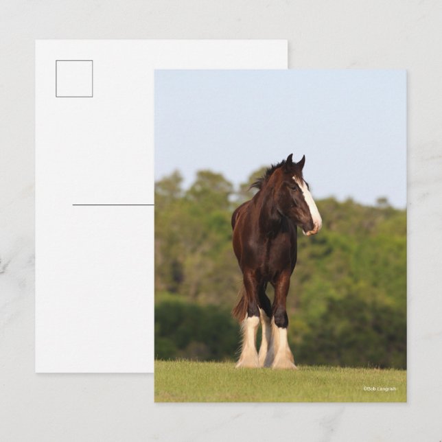 Carte Postale Bob Langrish | Cheval Shire En Champ (Devant / Derrière)