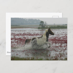 Carte Postale Bob Langrish   Chincoteague Cheval Courir Dans L'E
