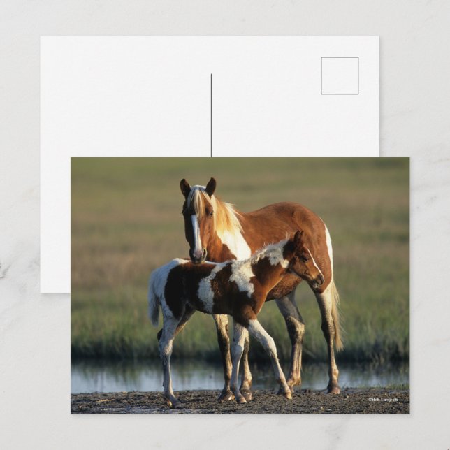 Carte Postale Bob Langrish | Chincoteague Mare et Foie debout (Devant / Derrière)