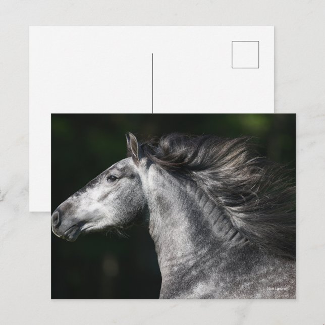 Carte Postale Bob Langrish | Dapple Grey Andalucian headshot (Devant / Derrière)