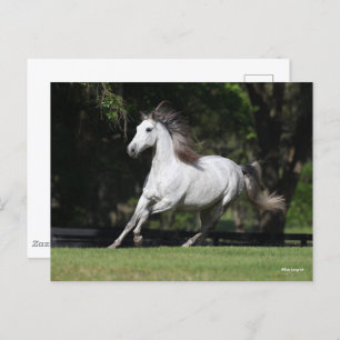 Carte Postale Bob Langrish Dapple Grey Andalucian Running
