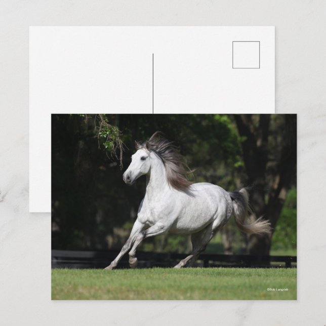 Carte Postale Bob Langrish | Dapple Grey Andalucian Running (Devant / Derrière)