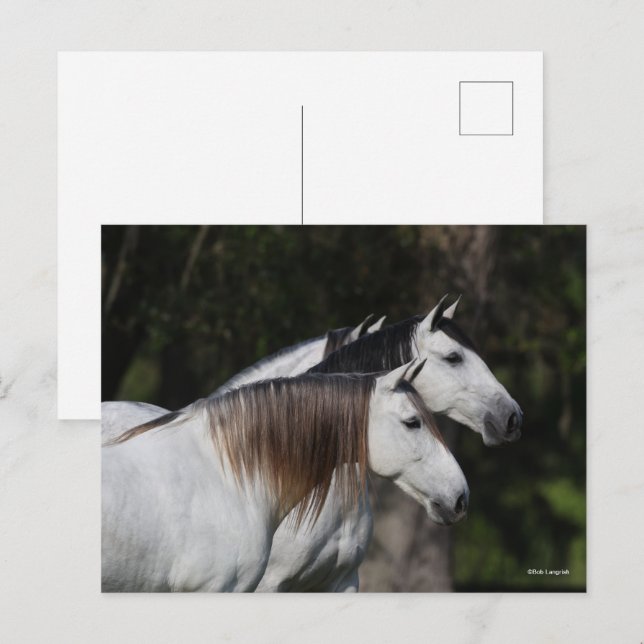 Carte Postale Bob Langrish | Deux Andalous Ensemble (Devant / Derrière)