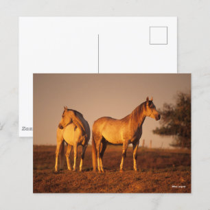 Carte Postale Bob Langrish   Deux Arabes gris debout au coucher 