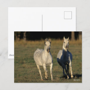 Carte Postale Bob Langrish   Deux Arabes gris qui courent ensemb