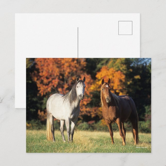 Carte Postale Bob Langrish Deux Arabes se rassemblent sur le ter (Devant / Derrière)