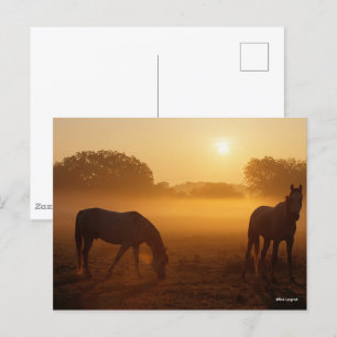 Carte Postale Bob Langrish Deux Arabes Se Tenant Dans Le Mist Au