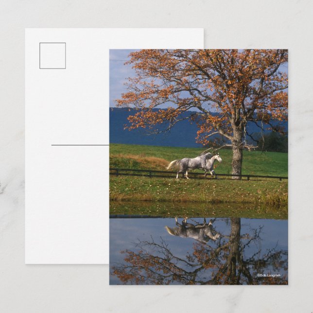 Carte Postale Bob Langrish | Deux Bois Chauds Ensemble Par Lac (Devant / Derrière)