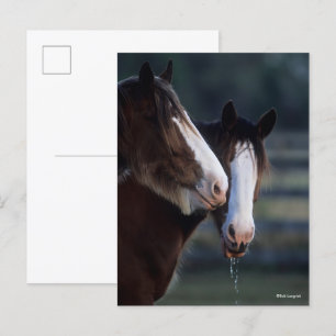 Carte Postale Bob Langrish   Deux chevaux Clydesdale