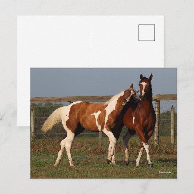 Carte Postale Bob Langrish | Deux Chevaux De Peinture Jouant Ens (Devant / Derrière)