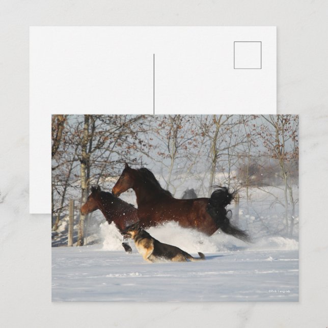 Carte Postale Bob Langrish | Deux Chevaux Morgan et Chien en Nei (Devant / Derrière)