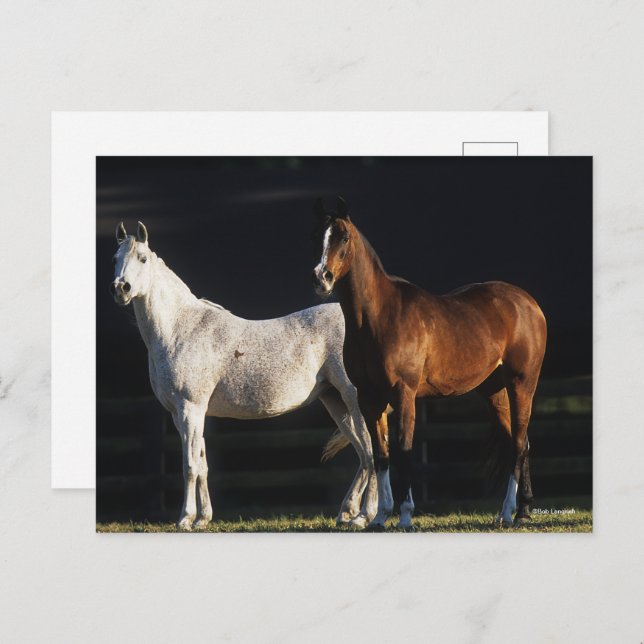 Carte Postale Bob Langrish | Deux Marais Arabes Se Trouvant Sous (Devant / Derrière)