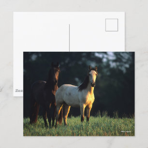 Carte Postale Bob Langrish   Deux Mustangs Kiger debout